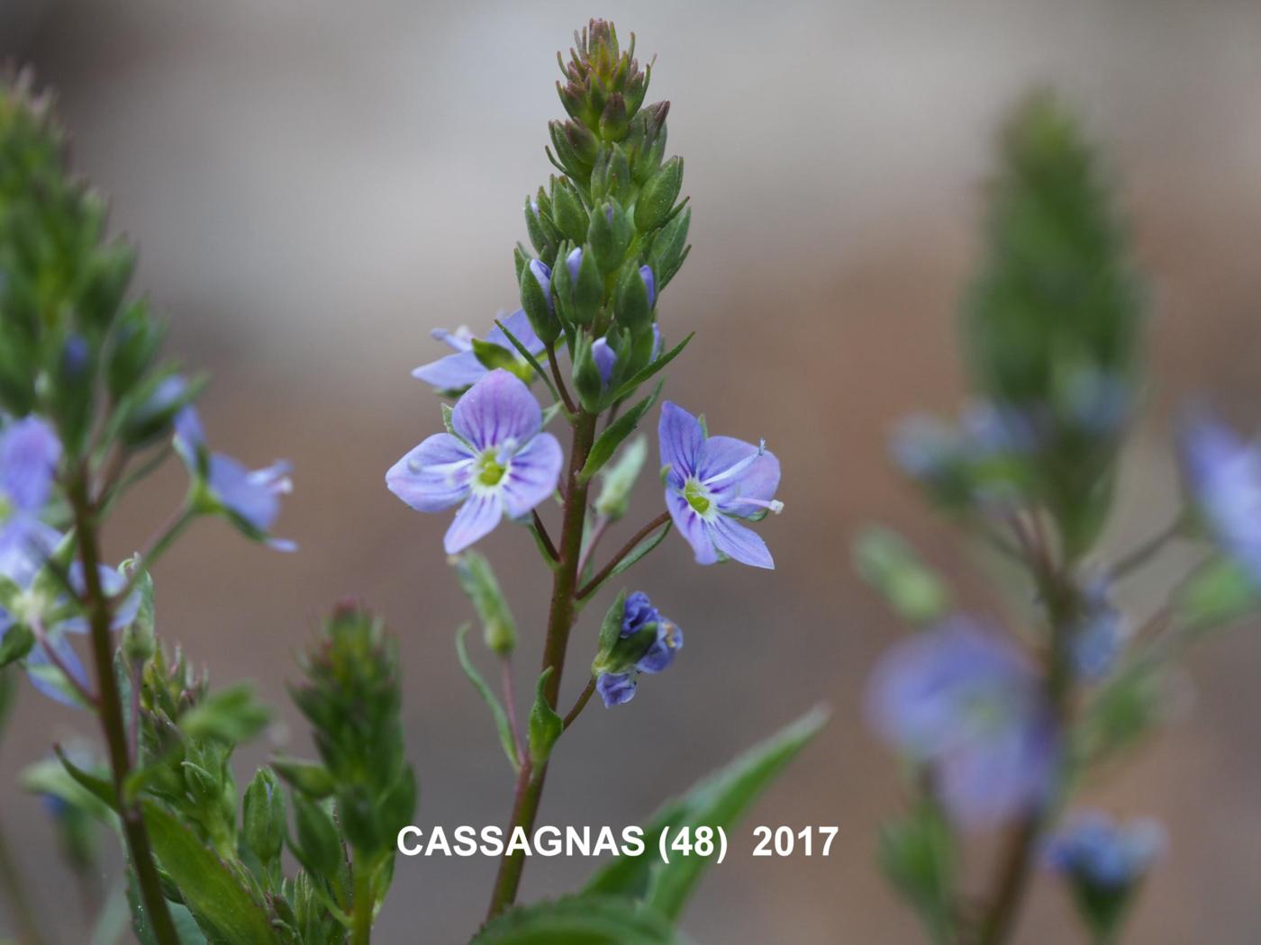 Speedwell, Blue water flower